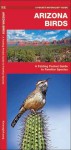 Arizona Birds: A Folding Pocket Guide to Familiar Species - James Kavanagh