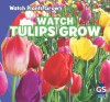 Watch Tulips Grow - Kristen Rajczak