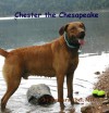 Chester The Chesapeake - Barbara Ebel