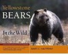 Yellowstone Bears in the Wild - James C. Halfpenny