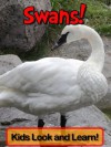 Swans! Learn About Swans and Enjoy Colorful Pictures - Look and Learn! (50+ Photos of Swans) - Becky Wolff