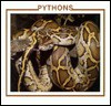 Pythons - Sherie Bargar, Linda Johnson