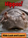 Hippopotamuses! Learn About Hippopotamuses and Enjoy Colorful Pictures - Look and Learn! (50+ Photos of Hippopotamuses) - Becky Wolff