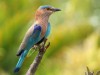 Top British Garden Birds - Stephen Clarke