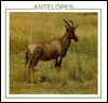 Antelopes - Lynn M. Stone