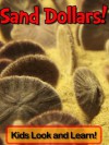 Sand Dollars! Learn About Sand Dollars and Enjoy Colorful Pictures - Look and Learn! (50+ Photos of Sand Dollars) - Becky Wolff