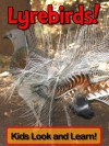 Lyrebirds! Learn About Lyrebirds and Enjoy Colorful Pictures - Look and Learn! (50+ Photos of Lyrebirds) - Becky Wolff