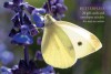 Butterfly Gift Card Pack - Anness Publishing