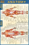 Anatomy (Quickstudy) - Inc. BarCharts