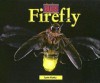 Bugs - Fireflies (Bugs) - Lynn Kuntz