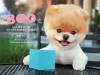 Boo: The Life of the World's Cutest Dog - J. H. Lee, Mary Whyte, Gretchen LeMaistre