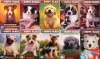 The Puppy Place Library 10 Book Set: Goldie, Snowball, Shadow, Rascal, Buddy, Flash, Scout, Patches, Pugsley, and Maggie & Max - Ellen Miles