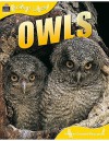 Owls (Animal Lives) - Sally Morgan