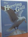 The Herring Gull: Remarkable Animals - Karen O'Connor
