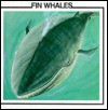 Fin Whales (Whale Discovery Library) - Sarah Palmer