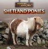 Shetland Ponies - Kristen Rajczak