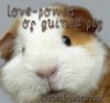 Love-Power of Guinea Pig - Tina Brescanu, V. Brescanu