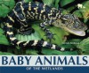 Baby Animals of the Wetlands - Carmen Bredeson