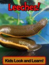 Leeches! Learn About Leeches and Enjoy Colorful Pictures - Look and Learn! (50+ Photos of Leeches) [ - Becky Wolff