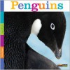 Seedlings: Penguins - Kate Riggs