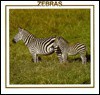 Zebras - Lynn M. Stone