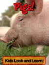 Pigs! Learn About Pigs and Enjoy Colorful Pictures - Look and Learn! (50+ Photos of Pigs) - Becky Wolff