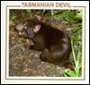 Tasmanian Devil - Lynn M. Stone