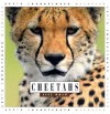 Cheetahs - Jill Kalz