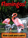 Flamingos! Learn About Flamingos and Enjoy Colorful Pictures - Look and Learn! (50+ Photos of Flamingos) - Becky Wolff