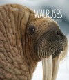 Living Wild: Walruses - Melissa Gish