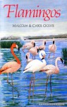 Flamingos - Malcolm Ogilvie