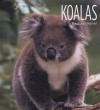 Koalas - Rachael Hanel