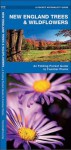 New England Trees & Wildflowers: A Folding Pocket Guide to Familiar Species - James Kavanagh