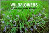 Wildflowers And Other Plants Of Iowa Wetlands - Sylvan T. Runkel