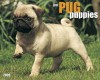 Pug Puppies 2009 Calendar (Just) - Willow Creek Press