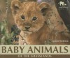 Baby Animals of the Grasslands (Nature's Baby Animals) - Carmen Bredeson