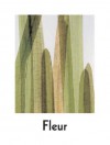 Fleur Olby: Plant Portraits - Wayne Ford, Fleur Olby