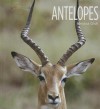 Antelopes - Melissa Gish