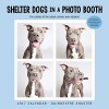 Shelter Dogs in a Photo Booth 2017 Wall Calendar - Guinnevere Shuster