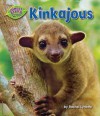 Kinkajous - Rachel Lynette