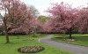 A Visit to Japanese : Cherry Blossoms (Photo Gallery): (Photo Books,Photo Album,Photo Big Book,Photo Display,Photo Journal,Photo Magazines,Photo Story,Photo Traveler,Travel Books,Travel Photos) - John Parker