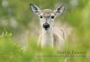 Florida Forever 2010: Conservation Photography Calendar - Carlton Ward, Eric Zamora, Legacy Institute for Nature & Culture