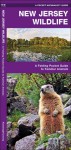 New Jersey Wildlife: An Introduction to Familiar Species of Birds, Mammals, Reptiles, Amphibians, Fish and Butterflies (State Nature Guides) - James Kavanagh, Raymond Leung