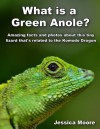 What is a Green Anole? - Amazing facts and photos about this tiny lizard that's related to the Komodo Dragon - Jessica Moore