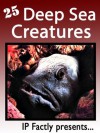 25 Deep Sea Creatures. Amazing facts, photos and video links to some of the weirdest creatures on the planet! (25 Amazing Animals Series) - IC Wildlife, IP Factly