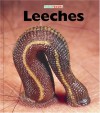 Leeches - Patrick Merrick