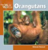 Orangutans - Deborah Dennard, John F. McGee