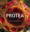 Protea - Colin Paterson-Jones