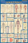 Anatomy-Paper (Medical Series) - Inc. BarCharts