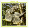 Koalas - Lynn M. Stone